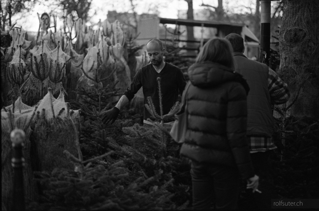 Christmas tree market in Paris