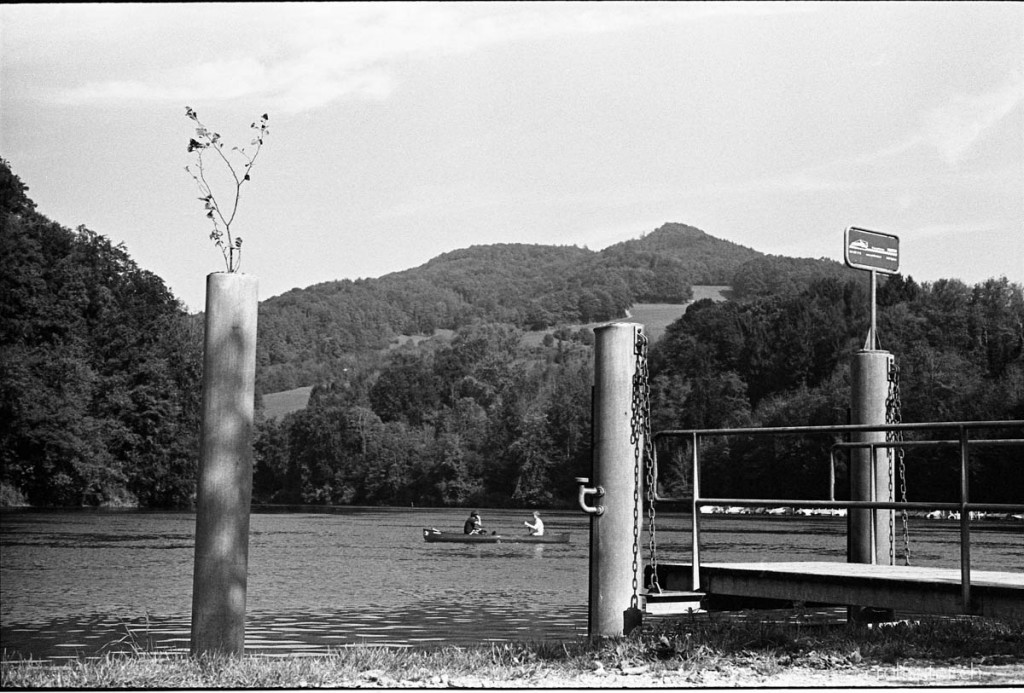 Tree growing out of a pole at Tössegg at the River Rhine near Eglisau