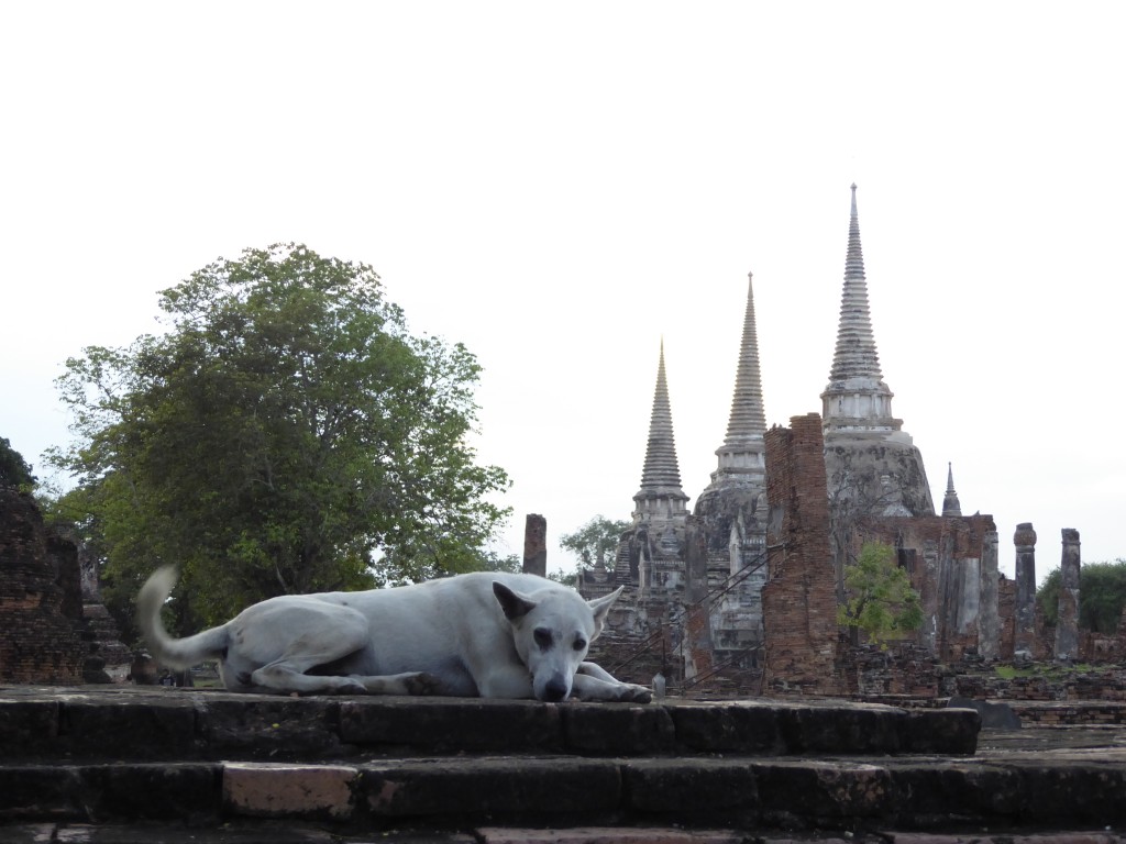 Dog and temple